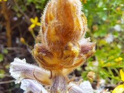Orobanche minor inflorescence tip